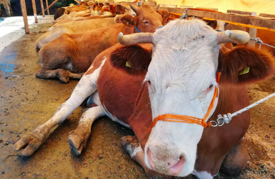 Şanlıurfa’daki hayvan pazarlarında Kurban Bayramı hareketliliği